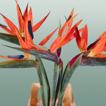 Strelitzia Reginae (6 Stems)