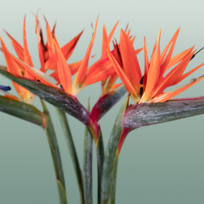 Strelitzia Reginae (6 Stems)