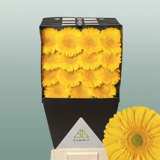 Gerbera Submarine