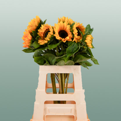 Helianthus Sunrich Orange (10 Stems)