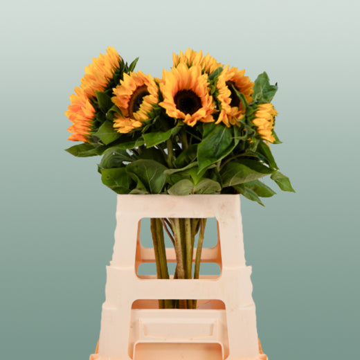 Sunflower Sunrich Orange