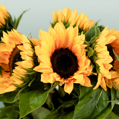 Helianthus Sunrich Orange (10 Stems)