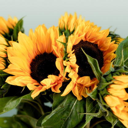 Helianthus Sunrich Orange (10 Stems)