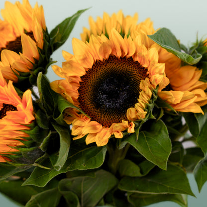 Helianthus Sunrich Orange (10 Stems)