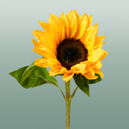 Helianthus Sunrich Orange (10 Stems)