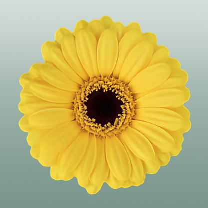 Germini Sunshine