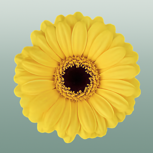 Germini Sunshine