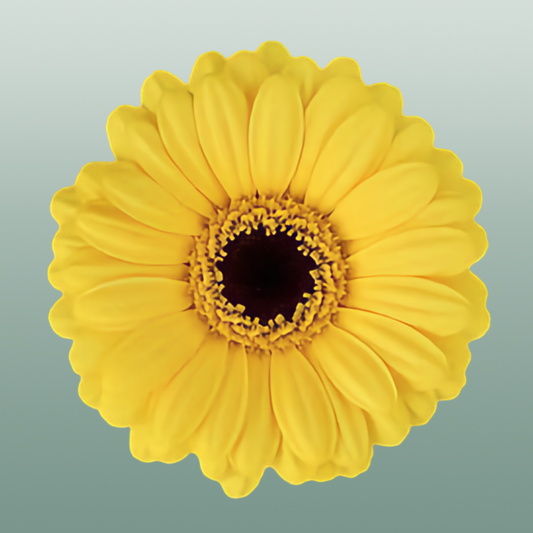 Germini Sunshine