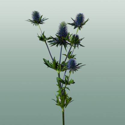 Eyrngium Supernova Questar