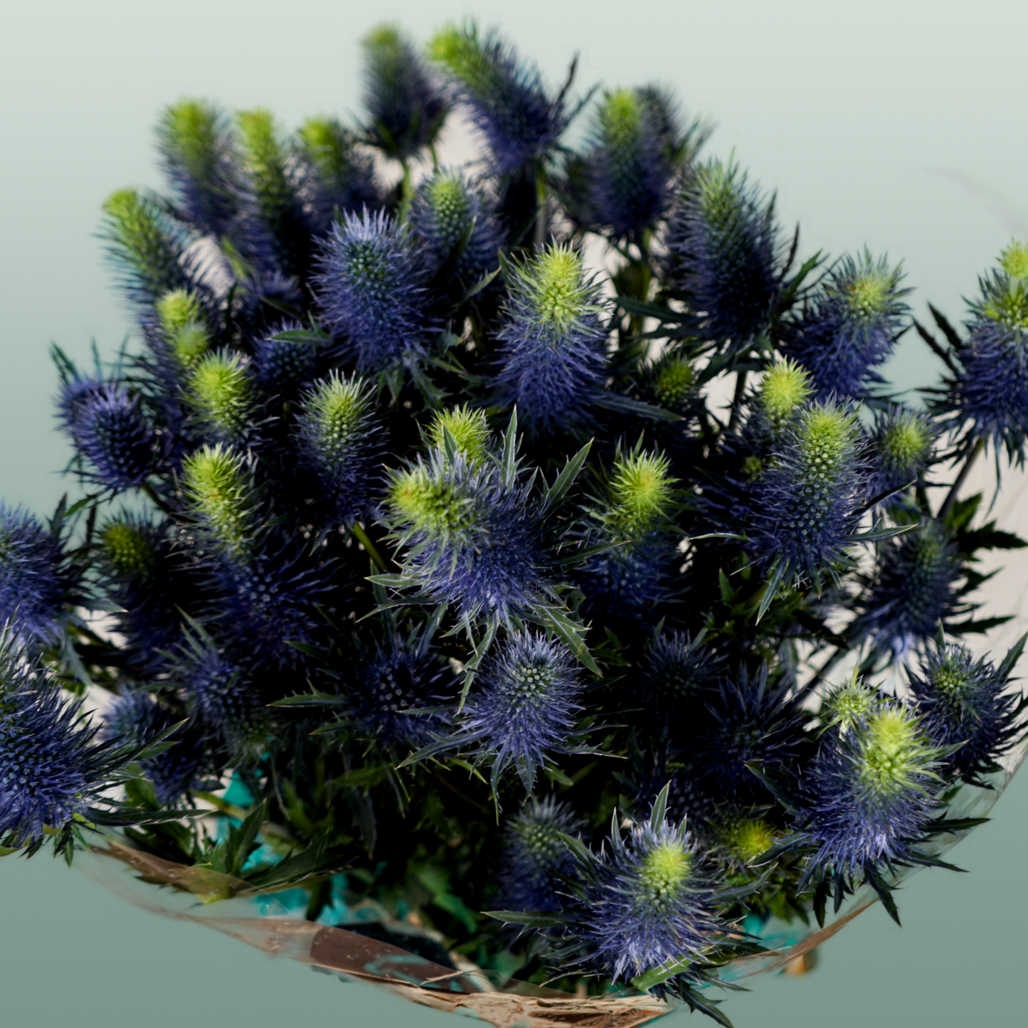 Eyrngium Supernova Questar