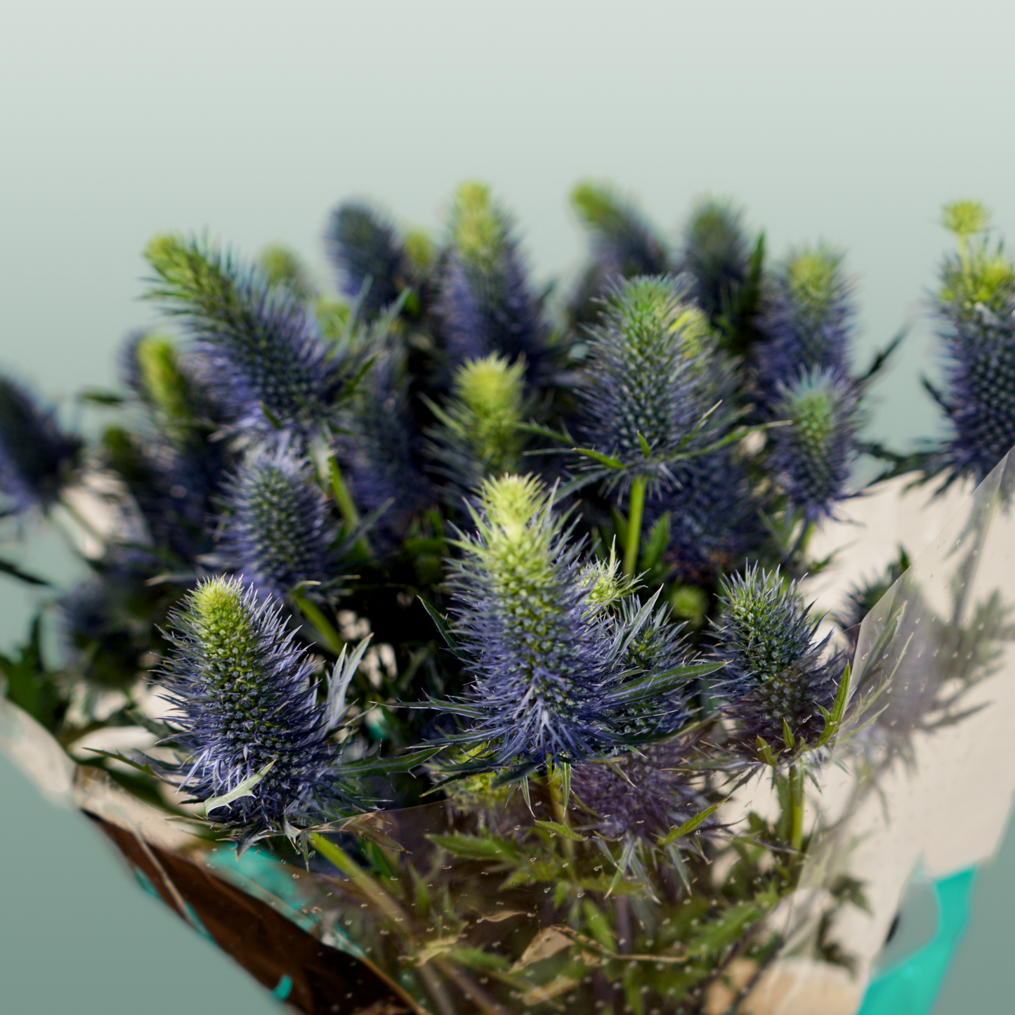 Eyrngium Supernova Questar