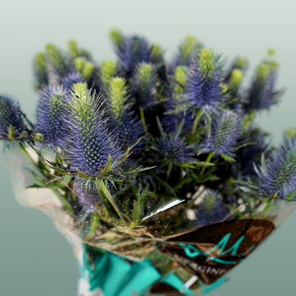 Eyrngium Supernova Questar