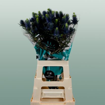 Eyrngium Supernova Questar