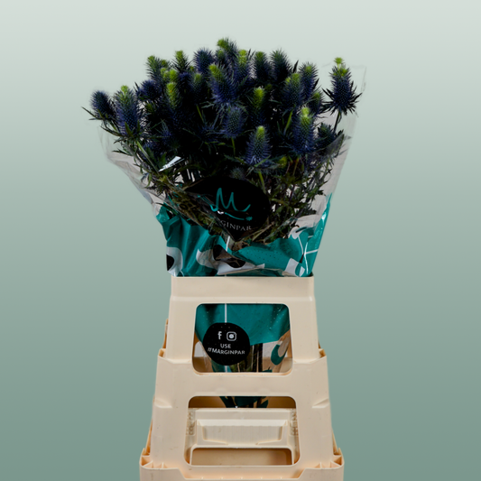 Eyrngium Supernova Questar