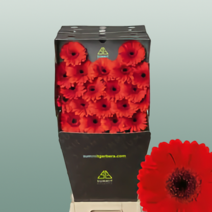 Germini Suri (20 Stems)