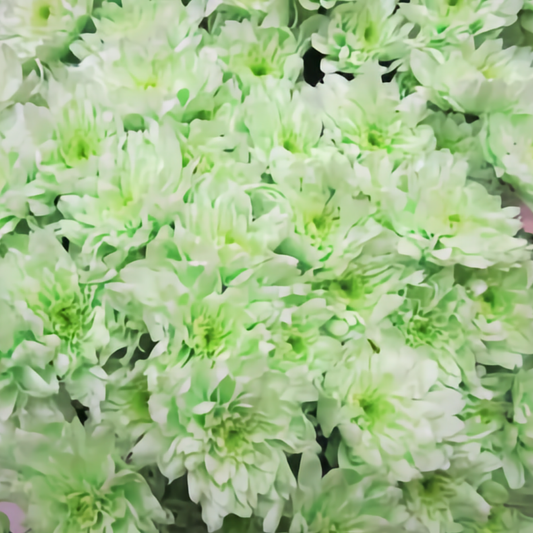 Chrysanthemum Euro Dyed Sweet Green