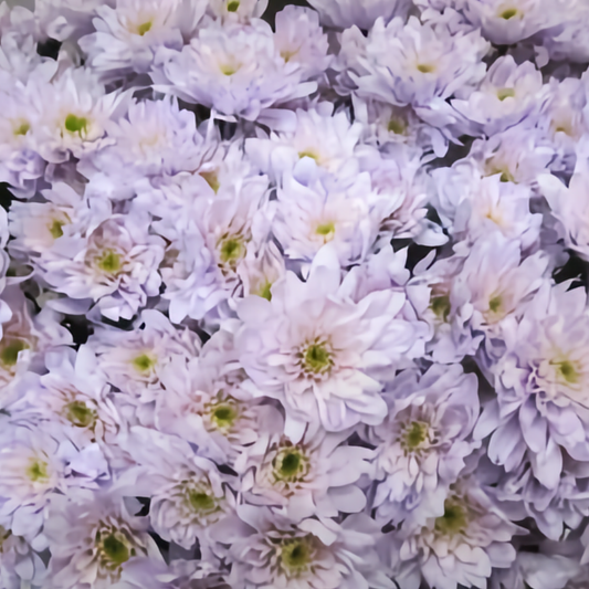Chrysanthemum Euro Dyed Lilac