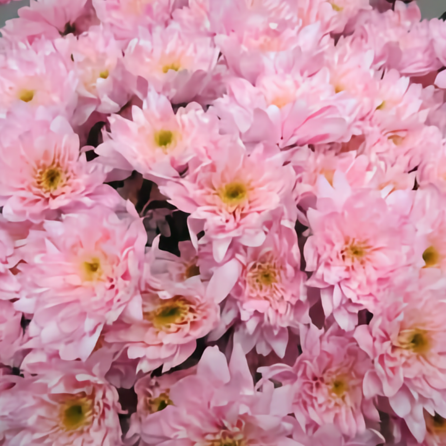 Chrysanthemum Euro Dyed Light Pink