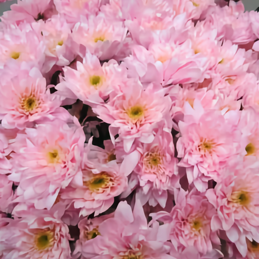 Chrysanthemum Euro Dyed Light Pink