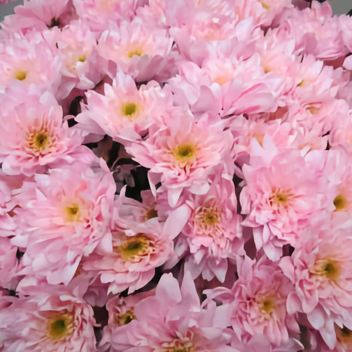Chrysanthemum Spray Euro Dyed Light Pink
