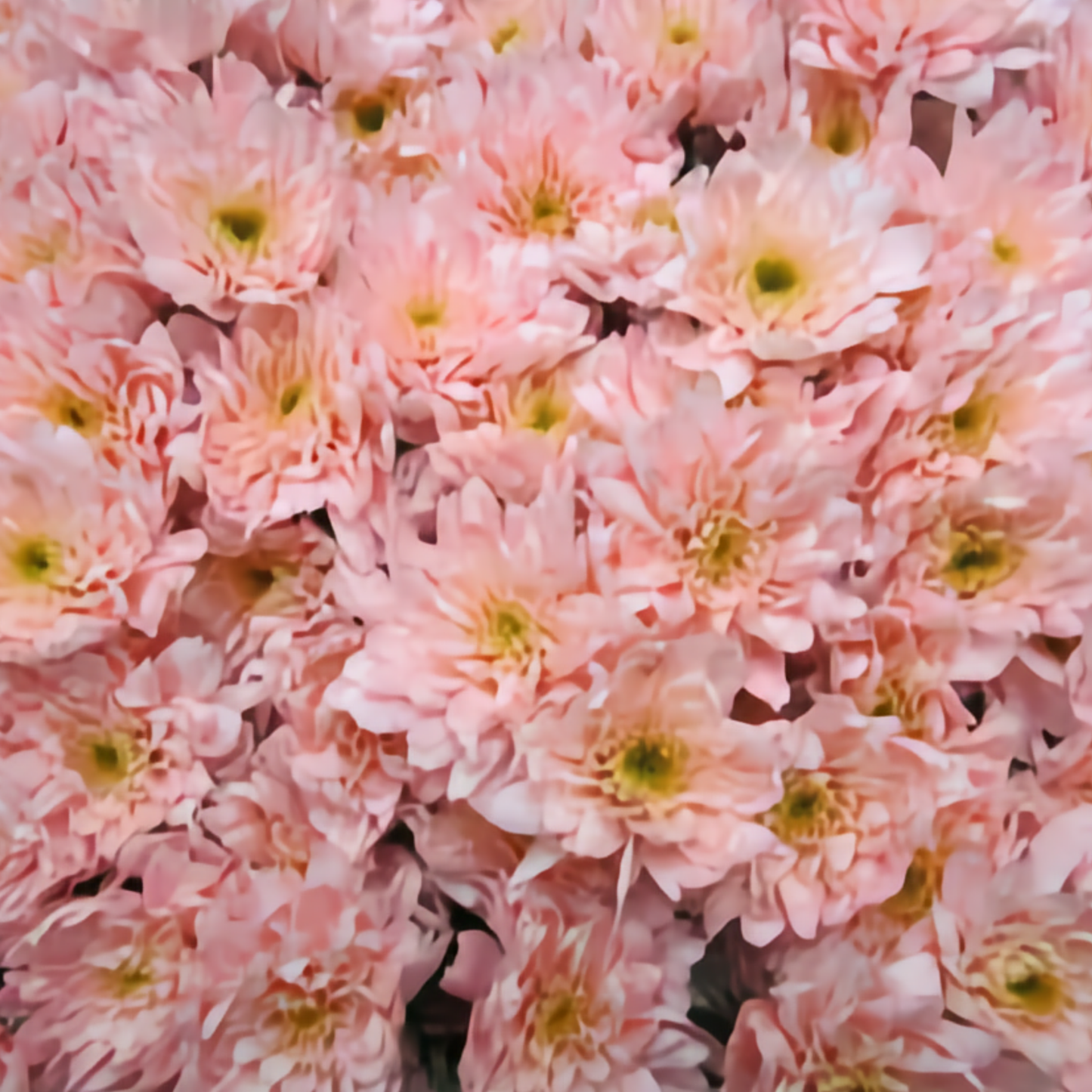 Chrysanthemum Euro Dyed Pink