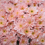 Chrysanthemum Spray Euro Dyed Pink