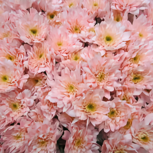 Chrysanthemum Euro Dyed Pink