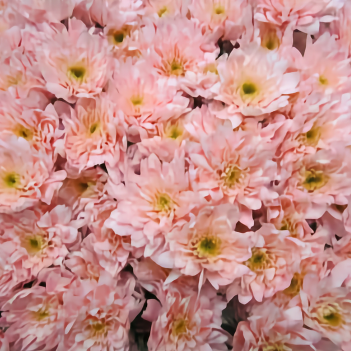 Chrysanthemum Spray Euro Dyed Pink