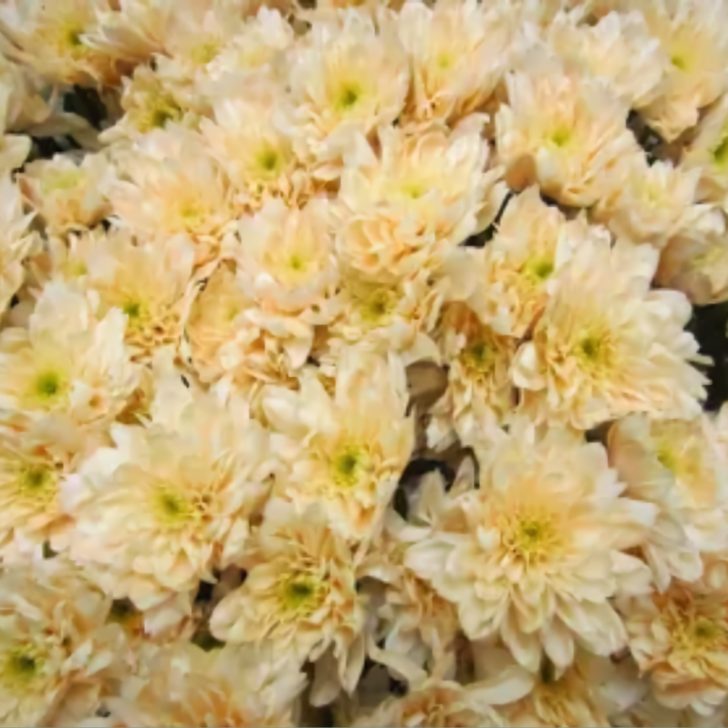 Chrysanthemum Euro Dyed Cream