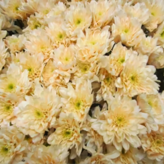 Chrysanthemum Euro Dyed Cream