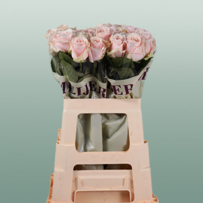 Rose Sweet Avalanche+