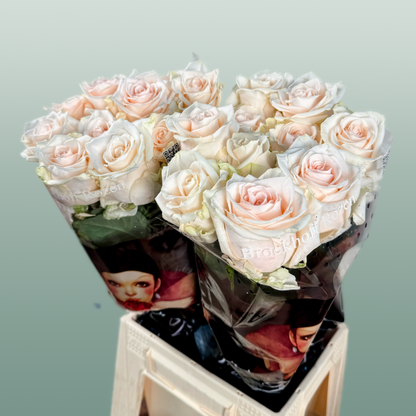 Rose Sweet Caroline
