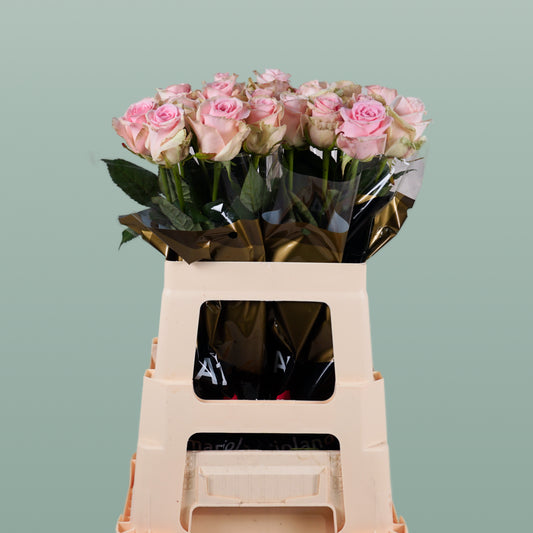Rose Sweet Dolomiti (20 Stems)