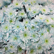 Chrysanthemum Spray Dyed Euro Sweet Blauw