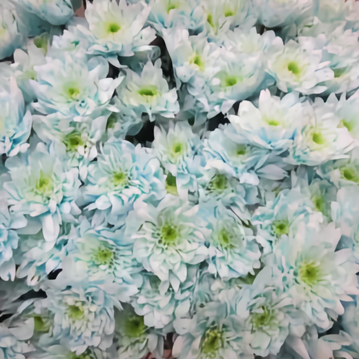 Chrysanthemum Spray Dyed Euro Sweet Blauw