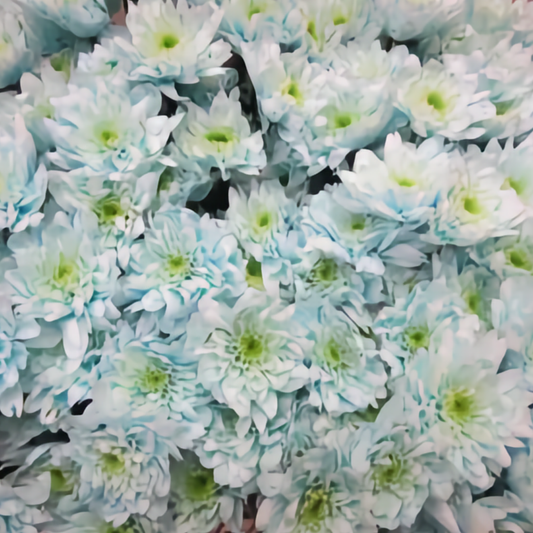 Chrysanthemum Euro Dyed Sweet Blue