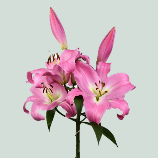 Lily Oriental Tabledance (10 Stems)