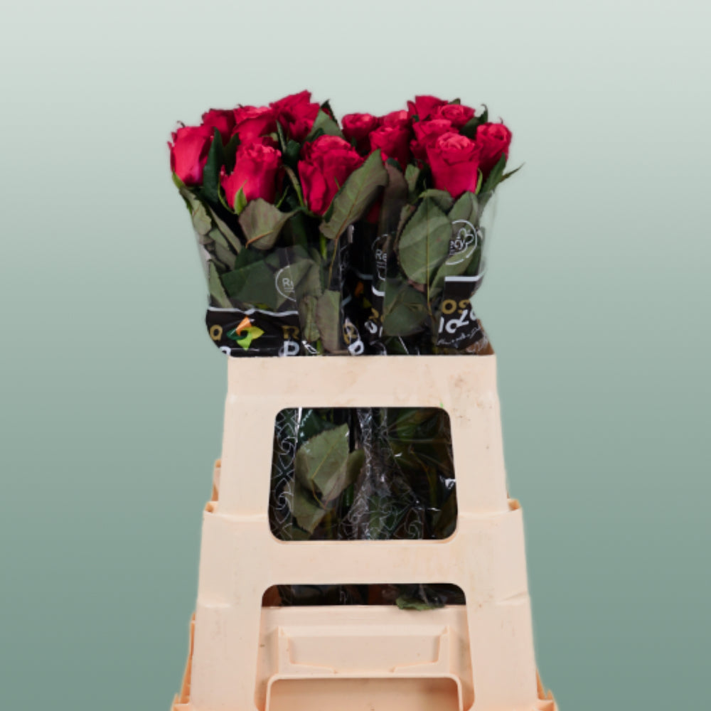 Rose Tacazzi 40-60cm (20 Stems)