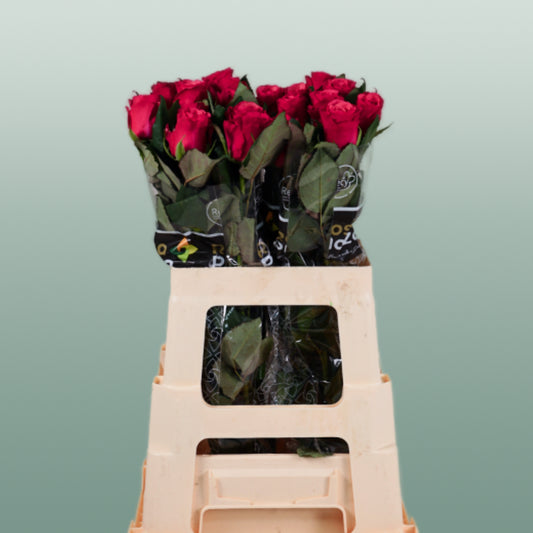 Rose Tacazzi 40-60cm (20 Stems)