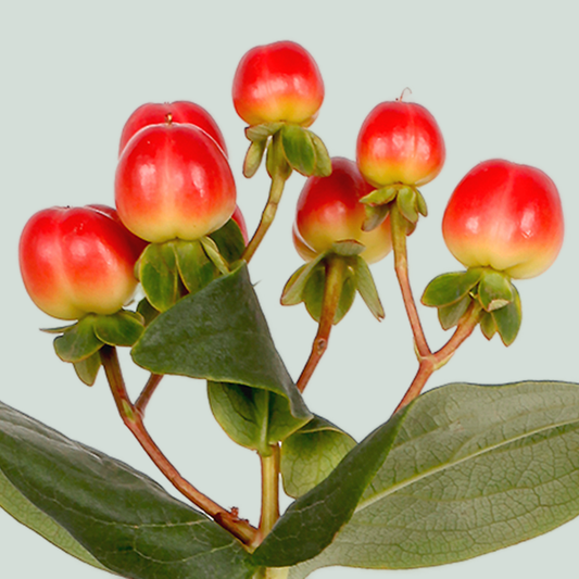 Hypericum Coco Tango (30 Stems)