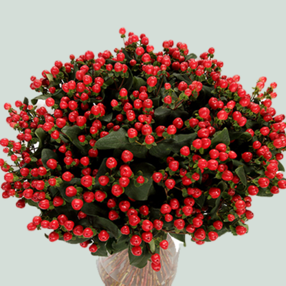 Hypericum Coco Tango (30 Stems)
