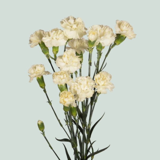 Carnation Spray Tayrona Crème (20 Stems)