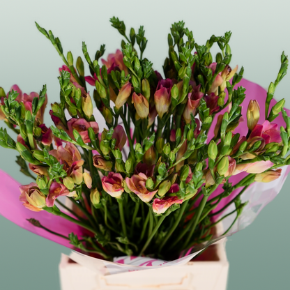 Freesia Temptation