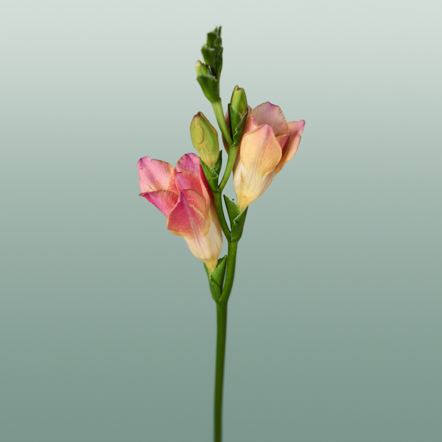Freesia Temptation