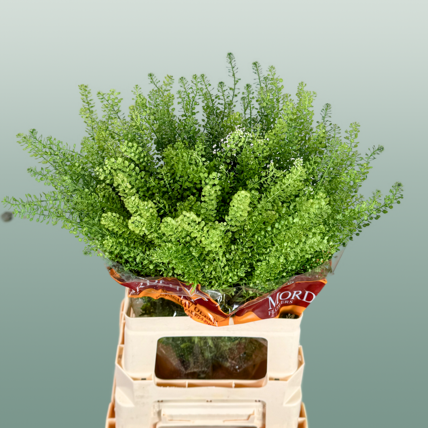 Lepidium Green Bell (25 Stems)