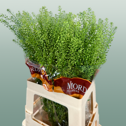 Lepidium Green Bell (25 Stems)