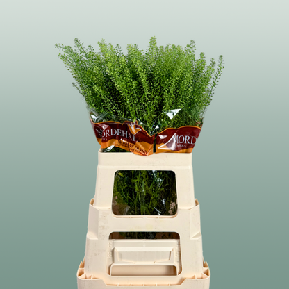 Lepidium Green Bell (25 Stems)