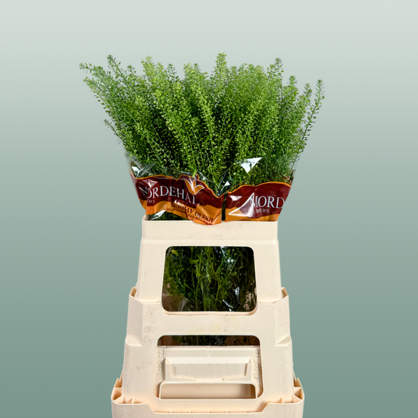 Lepidium Green Bell (25 Stems)