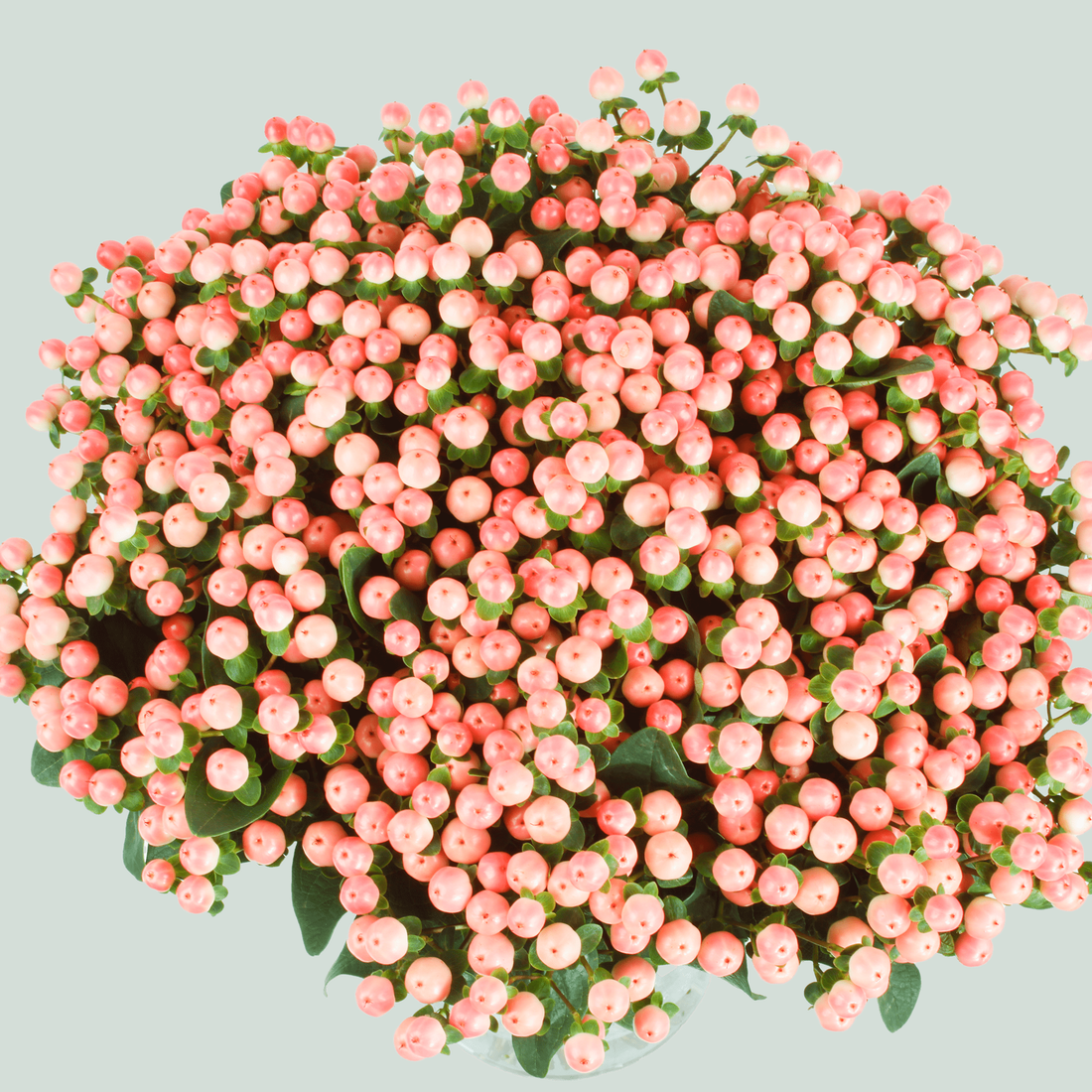 Hypericum Coco Rio Hypericum Coco Tiamo (30 Stems) – All Occasions Wholesale