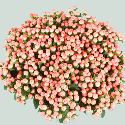 Hypericum Coco Tiamo (30 Stems)